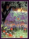 Provence-Olivenbaum
