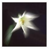 Lilientraum