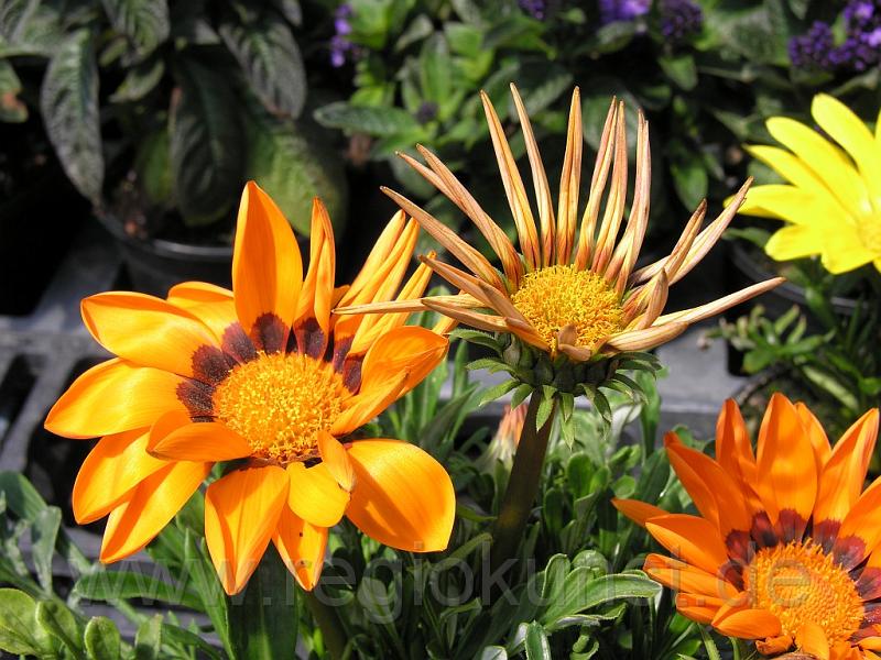 DSCN1554.JPG