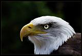 Seeadler_G102595