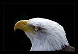 Seeadler_G102596
