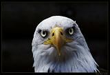 Seeadler_G102599