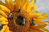 sonnenblume